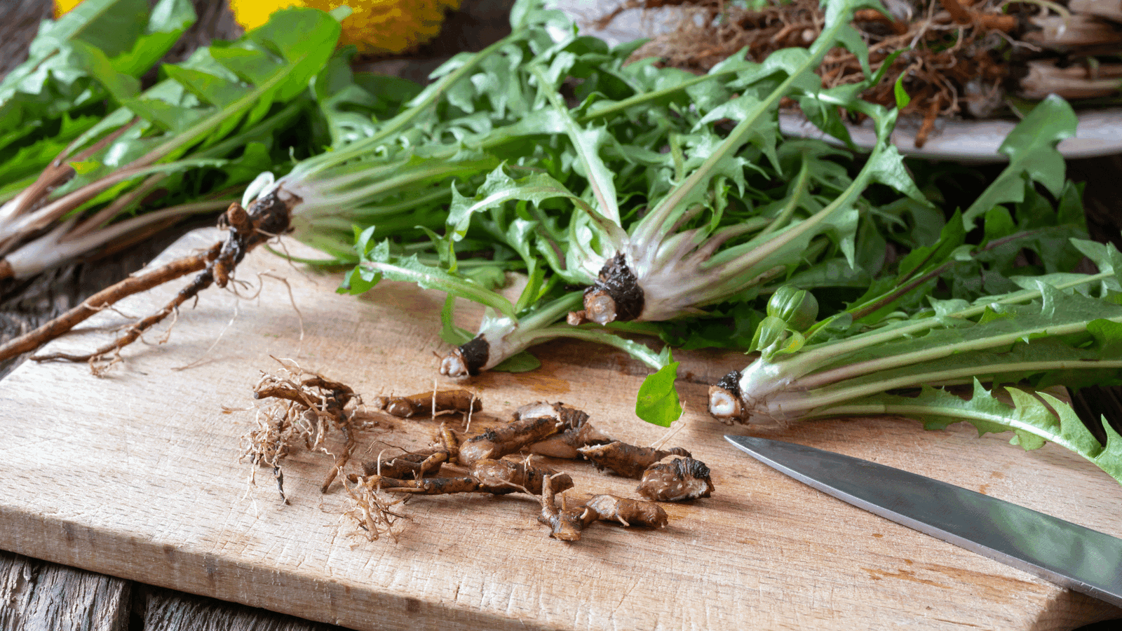 The Secret to a Healthier You: 10 Reasons to Incorporate Dandelion Root into Your Daily Routine