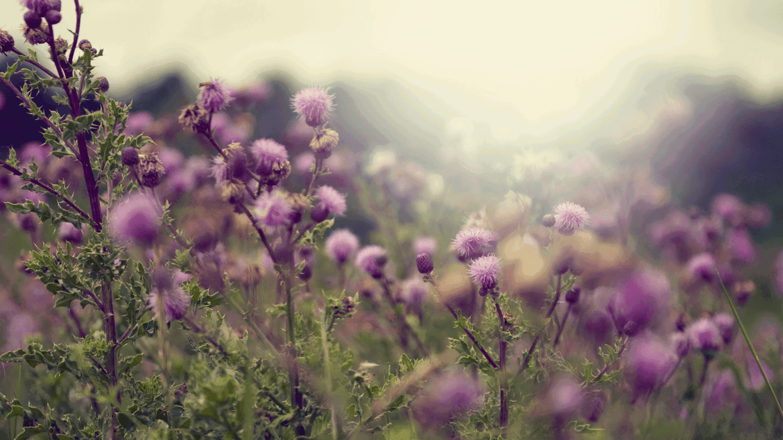 The 5 Top Benefits Of Milk Thistle