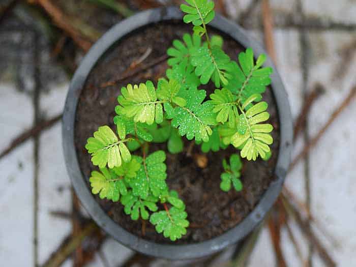 Twenty-Eight Remarkable Advantages of Chanca Piedra